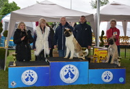 XX. CAC Dog Show Koprivnica (HR) 