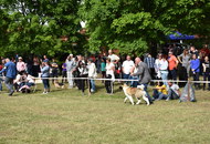 CAC Dog Show Zalaegerszeg (H) - 1st day