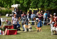 CAC Dog Show Zalaegerszeg (H) - 1st day