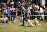 CAC Dog Show Zalaegerszeg (H) - 1st day
