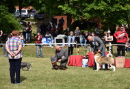 CAC Dog Show Zalaegerszeg (H) - 1st day