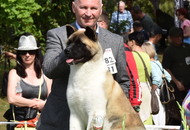 CAC Dog Show Zalaegerszeg (H) - 1st day