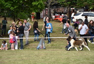 -12. CAC Dog Show Zalaegerszeg (H) - 