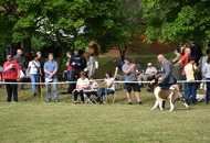 -12. CAC Dog Show Zalaegerszeg (H) - 