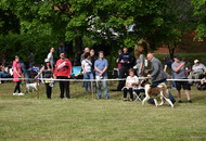 -12. CAC Dog Show Zalaegerszeg (H) - 