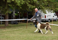 -12. CAC Dog Show Zalaegerszeg (H) - 