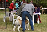 CAC Dog Show Zalaegerszeg (H) - 2nd day