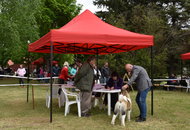 CAC Dog Show Zalaegerszeg (H) - 2nd day