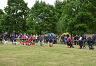 CAC Dog Show Zalaegerszeg (H) - 2nd day
