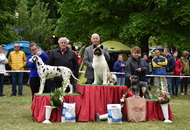 CAC Dog Show Zalaegerszeg (H) - 2nd day