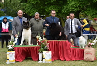 -12. CAC Dog Show Zalaegerszeg (H) - 