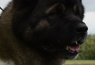 -12. CAC Dog Show Zalaegerszeg (H) - 