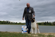 CAC Dog Show Zalaegerszeg (H) - 2nd day