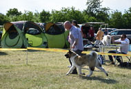 CAC Dog Show PM - Szombathely (H)
