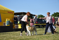 CAC Dog Show PM - Szombathely (H)