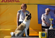 CAC Dog Show PM - Szombathely (H)