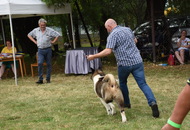 CAC Dog Show Herend (H) 