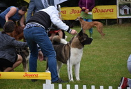 CAC Dog Show Herend (H) 