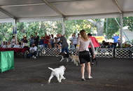 Sárvár CACIB DOG SHOW II. (H) 