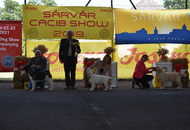Sárvár CACIB DOG SHOW II. (H) 