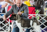 Sárvár CACIB DOG SHOW II. (H) 