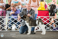 Sárvár CACIB DOG SHOW II. (H) 