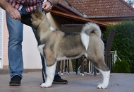 2xCAC Dog Show Kecskemét