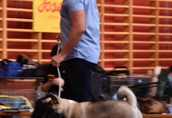 CAC Klub Show Tamási (H)