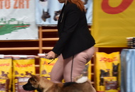 CAC Klub Show Tamási (H)