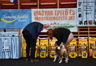 CAC Klub Show Tamási (H)