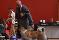 CAC Klub Show Tamási (H)