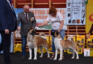 CAC Klub Show Tamási (H)