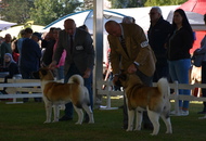 -22. CACIB Karlovac (HR)