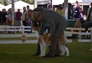 -22. CACIB Karlovac (HR)