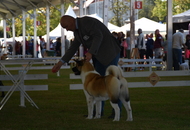 -22. CACIB Karlovac (HR)