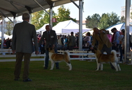 -22. CACIB Karlovac (HR)