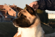 -22. CACIB Karlovac (HR)