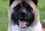 -22. CACIB Karlovac (HR)