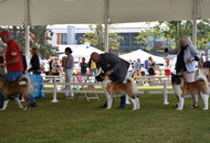 -22. CACIB Karlovac (HR)