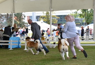 -22. CACIB Karlovac (HR)