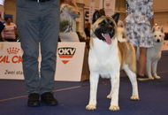 Doppel CACIB Tulln (A)