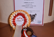 Doppel CACIB Tulln (A)