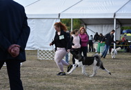 -06. 3 x CACIB Komárom 