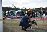 -06. 3 x CACIB Komárom 