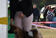 -06. 3 x CACIB Komárom 