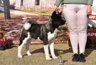 -06. 3 x CACIB Komárom 