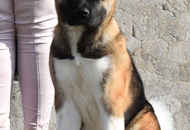 -06. 3 x CACIB Komárom 