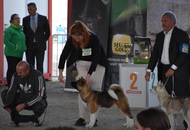 -06. 3 x CACIB Komárom 