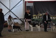 -06. 3 x CACIB Komárom 