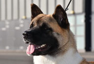 National Hunting Dog Show Kaposvár (H) 